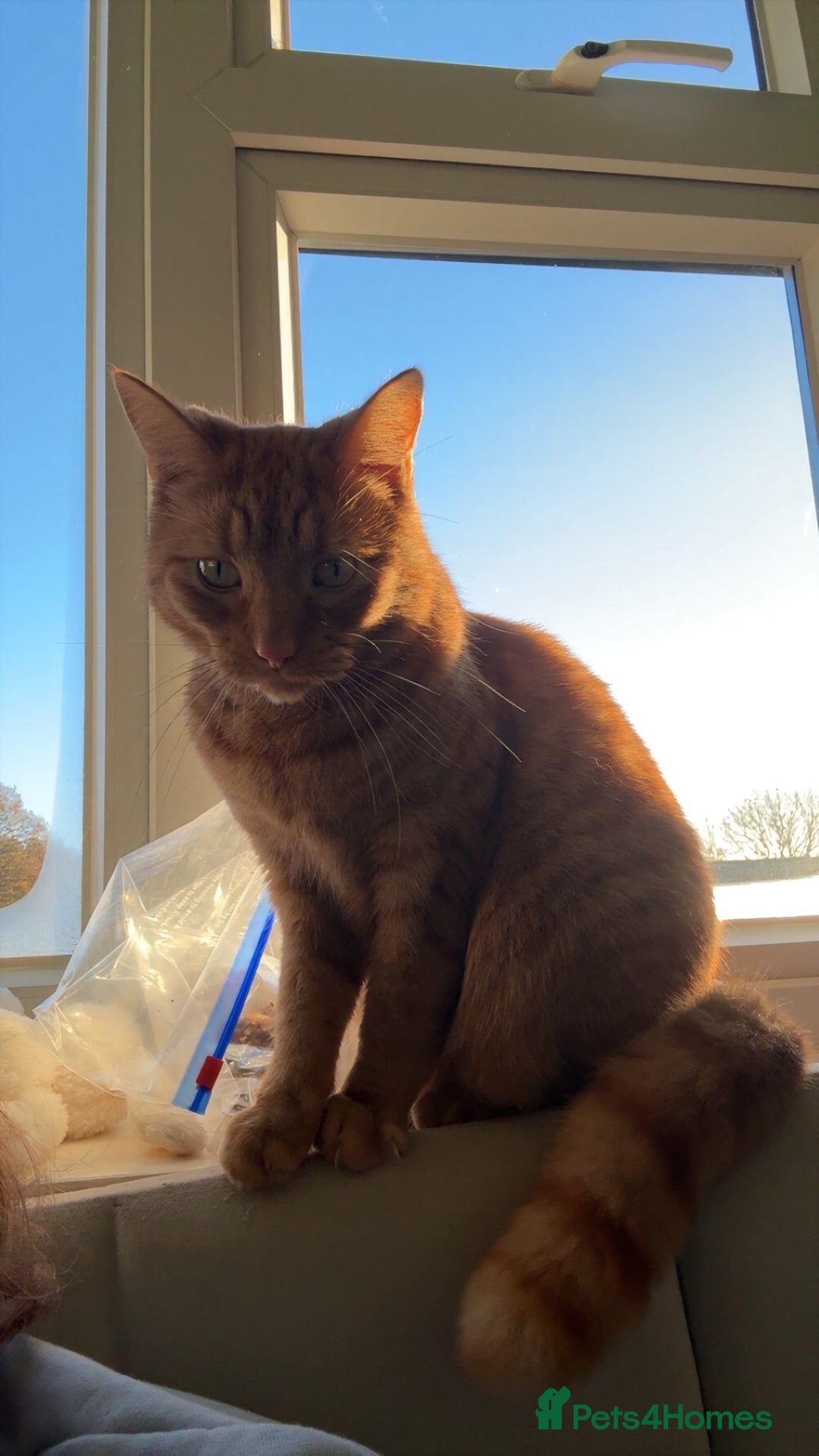 Domestic Shorthair cats for sale: Ginger cat - Advert 2