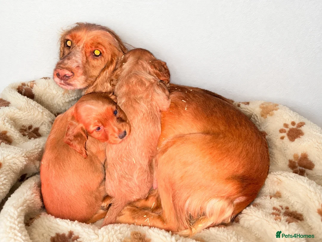 Cocker Spaniel dogs for sale: Beautiful Cocker Spaniel Puppies  - Advert 4