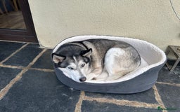 Siberian Husky dogs for sale: The name of the dog is Ice - Image 1