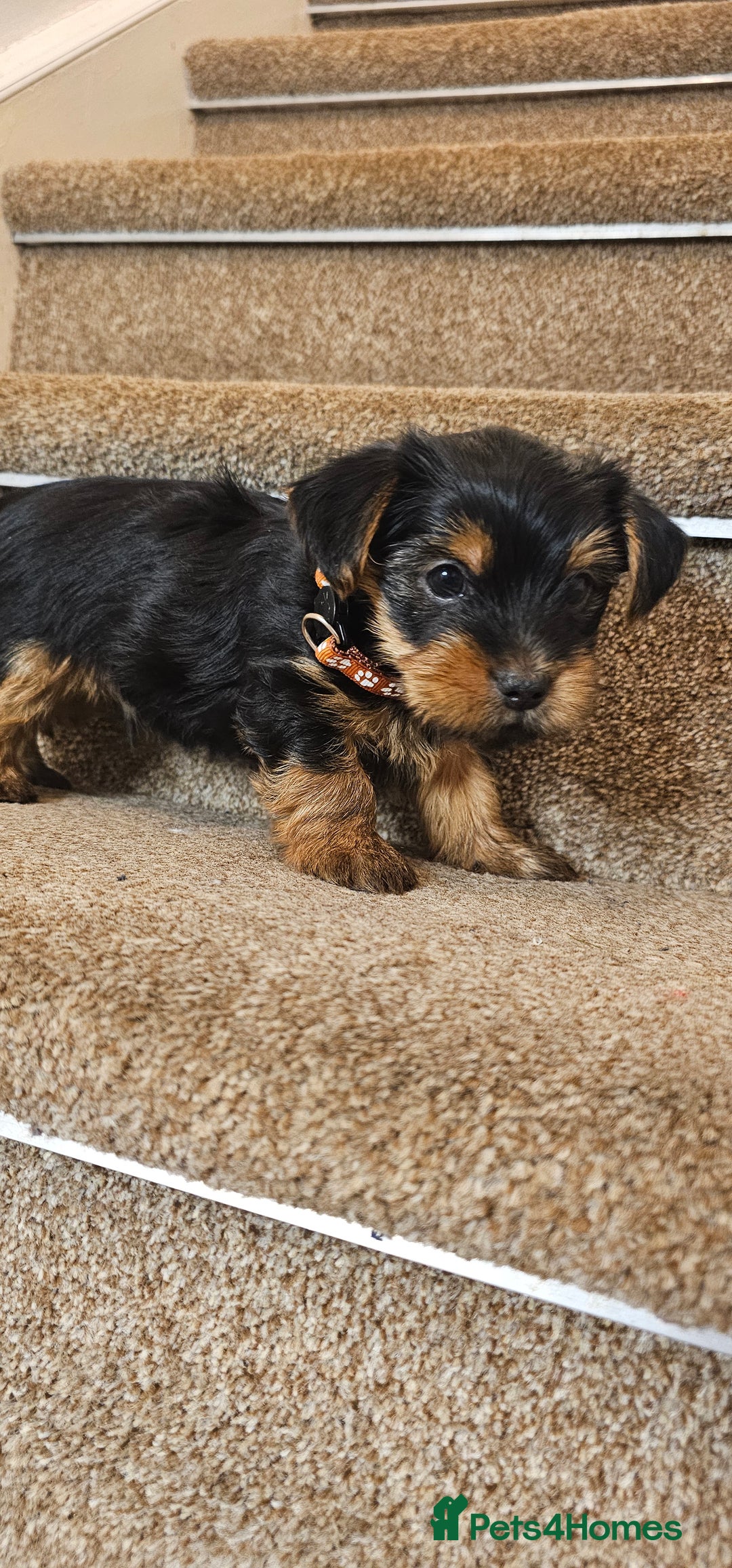 Yorkshire Terrier dogs for sale: Yorkshire Terrier puppies - Advert 32