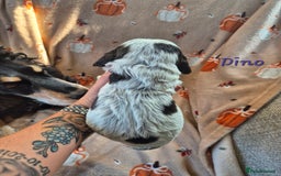 Cocker Spaniel dogs for sale: Reduced**** Ready Now Cocker Spaniel puppies 🐶  - Advert 15