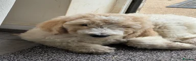 Goldendoodle Puppy 4