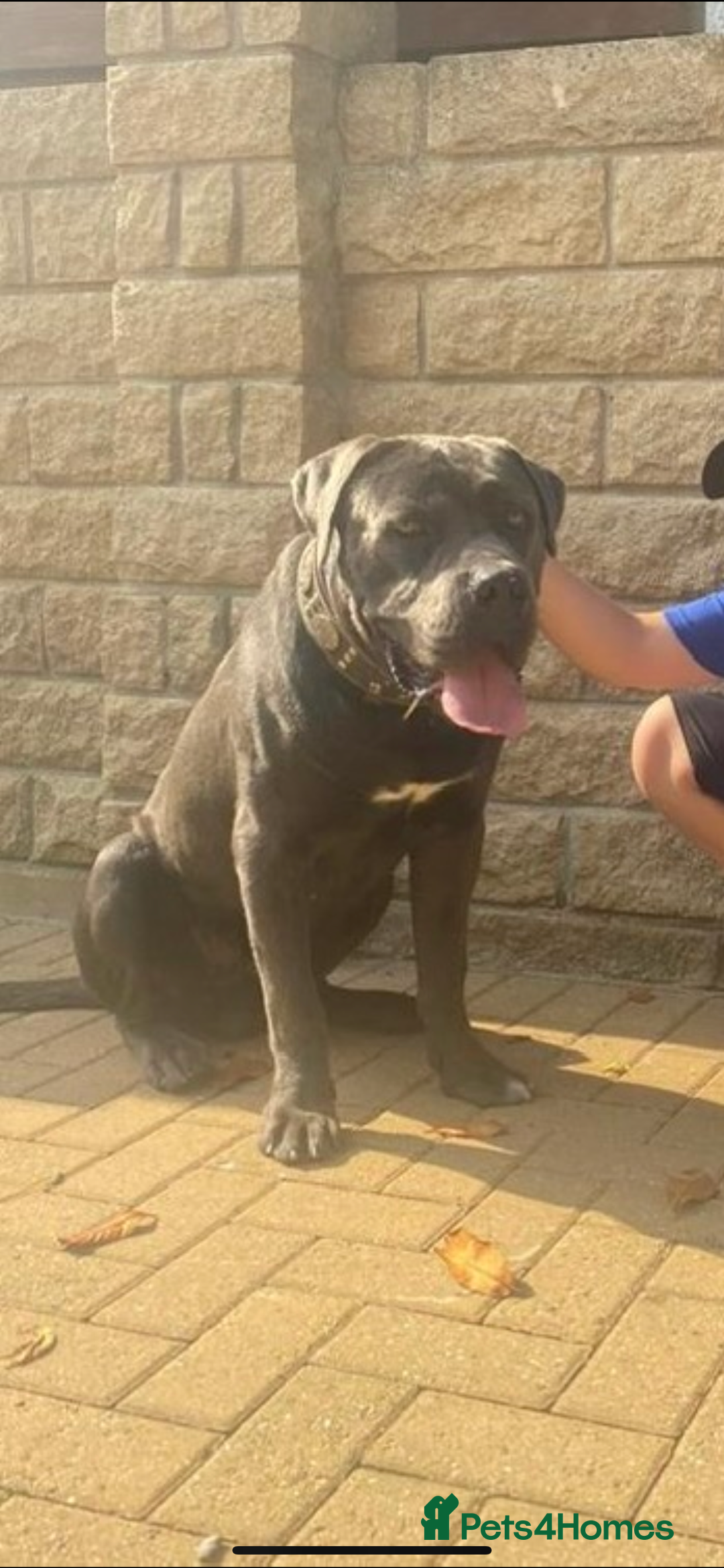 Cane Corso dogs for sale: Pure Pedigree Cane Corso Puppies - Advert 34