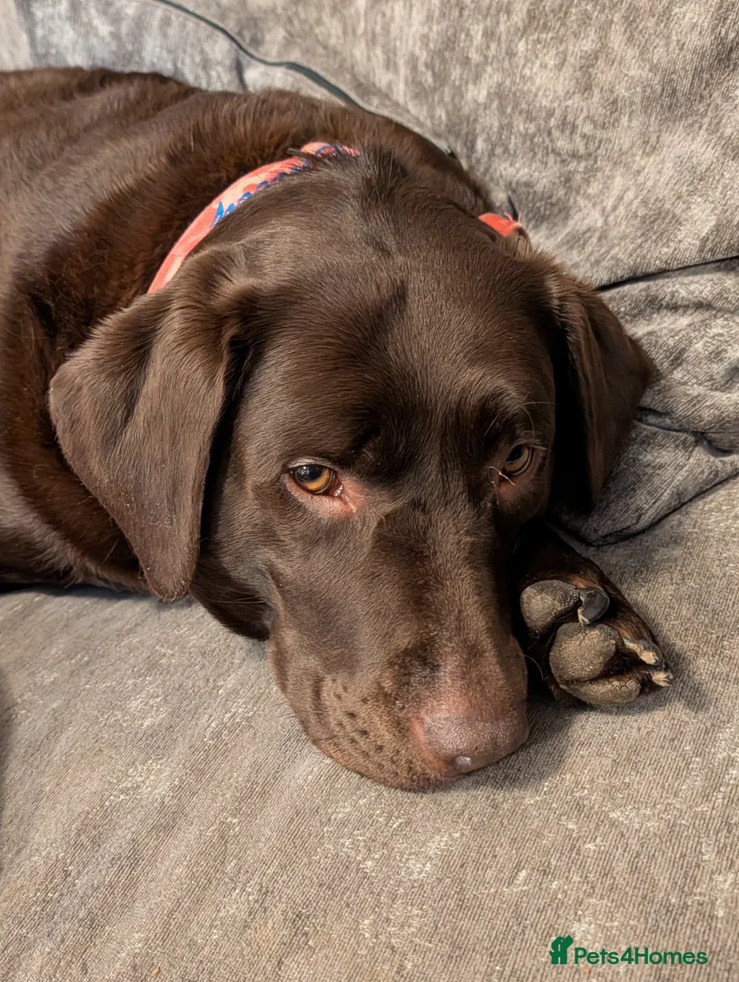 Labrador Retriever dogs for sale: Emily in Stockport - Advert 3