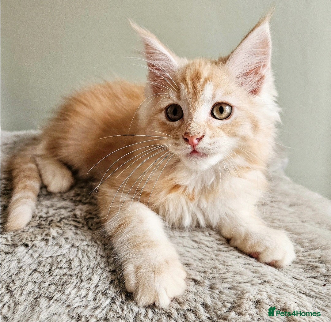 Maine Coon cats Stunning Maine Coon kittens  - Advert 2