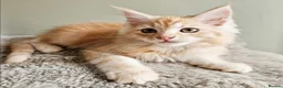 Maine Coon cats for sale: Stunning Maine Coon kittens  - Advert 7