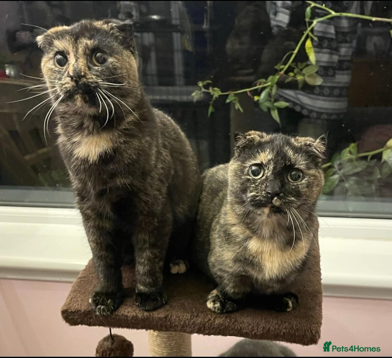 Scottish Fold cats Scottish fold cross Munchkins - Advert 18