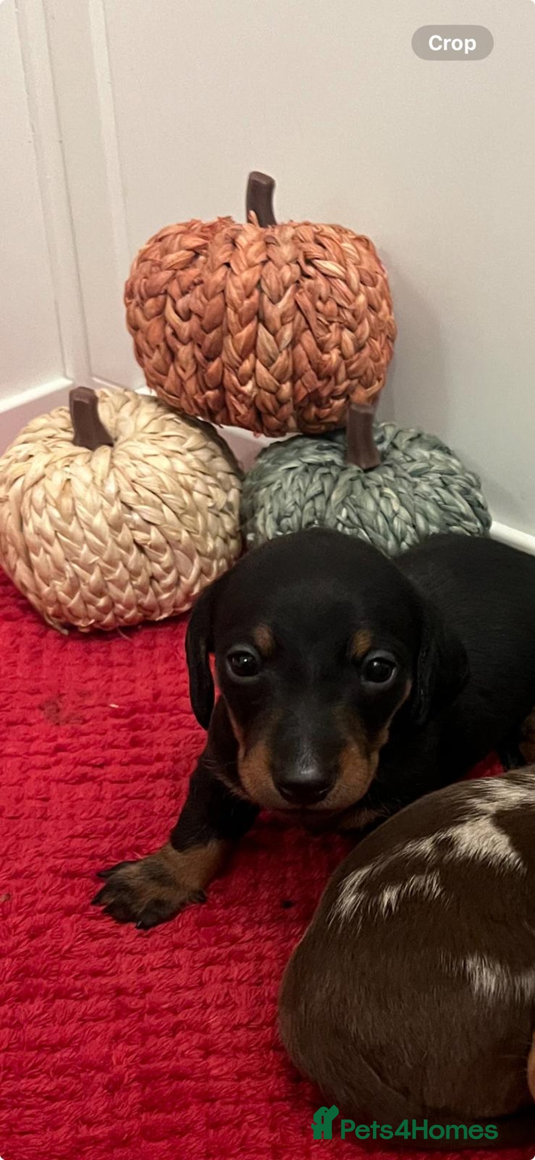 Dachshund dogs for sale: Beautiful daschund’s for sale  - Advert 25