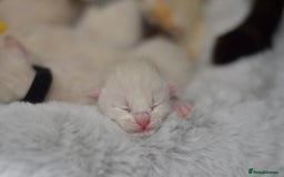 Siamese cats for sale: 🧬F1 BENAMESE KITTENS🧬 1 MALE LEFT - Image 14
