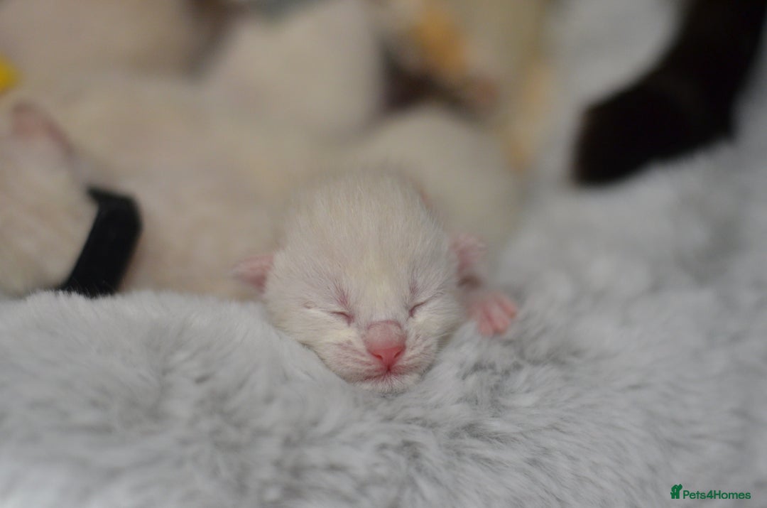 Siamese cats for sale: 🧬F1 BENAMESE KITTENS🧬 1 MALE LEFT - Image 14