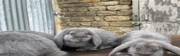 French Lop rabbits for sale: Stunning xl French lops  - Advert 32