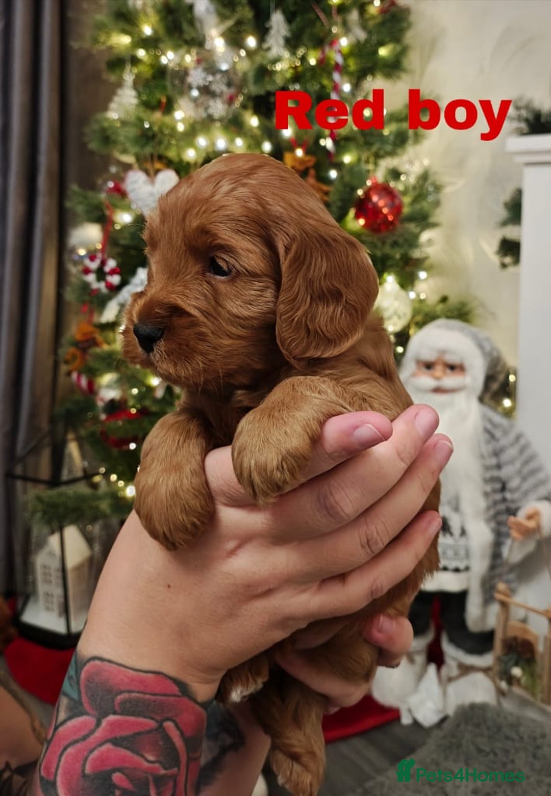 Cockapoo dogs for sale: Beautiful cockapoos puppies  - Advert 12