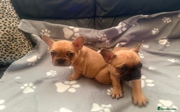 French Bulldog dogs for sale: Beautiful French Bulldog puppies for sale  - Image 8