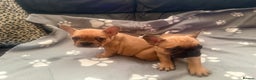 French Bulldog dogs for sale: **Price Reduced** French Bulldog puppies for sale  - Advert 8