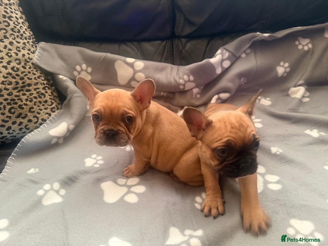 French Bulldog dogs for sale: Beautiful French Bulldog puppies for sale  - Image 8