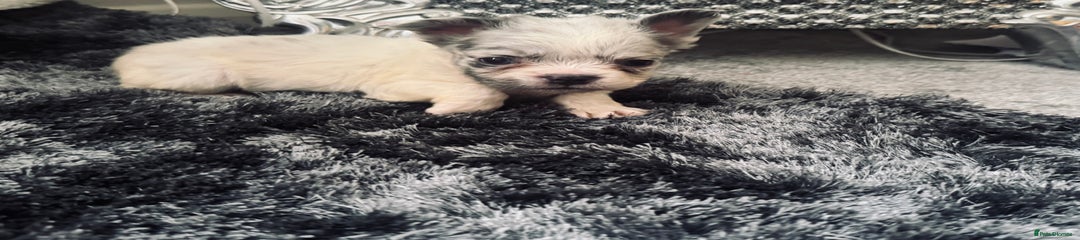 French Bulldog Puppy 4