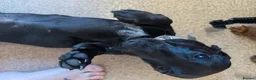 Miniature Dachshund dogs for sale: 2x miniature dachshunds - Advert 9