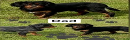Cavalier King Charles Spaniel dogs for sale: * KC Registered Health Tested Puppies *  - Advert 16
