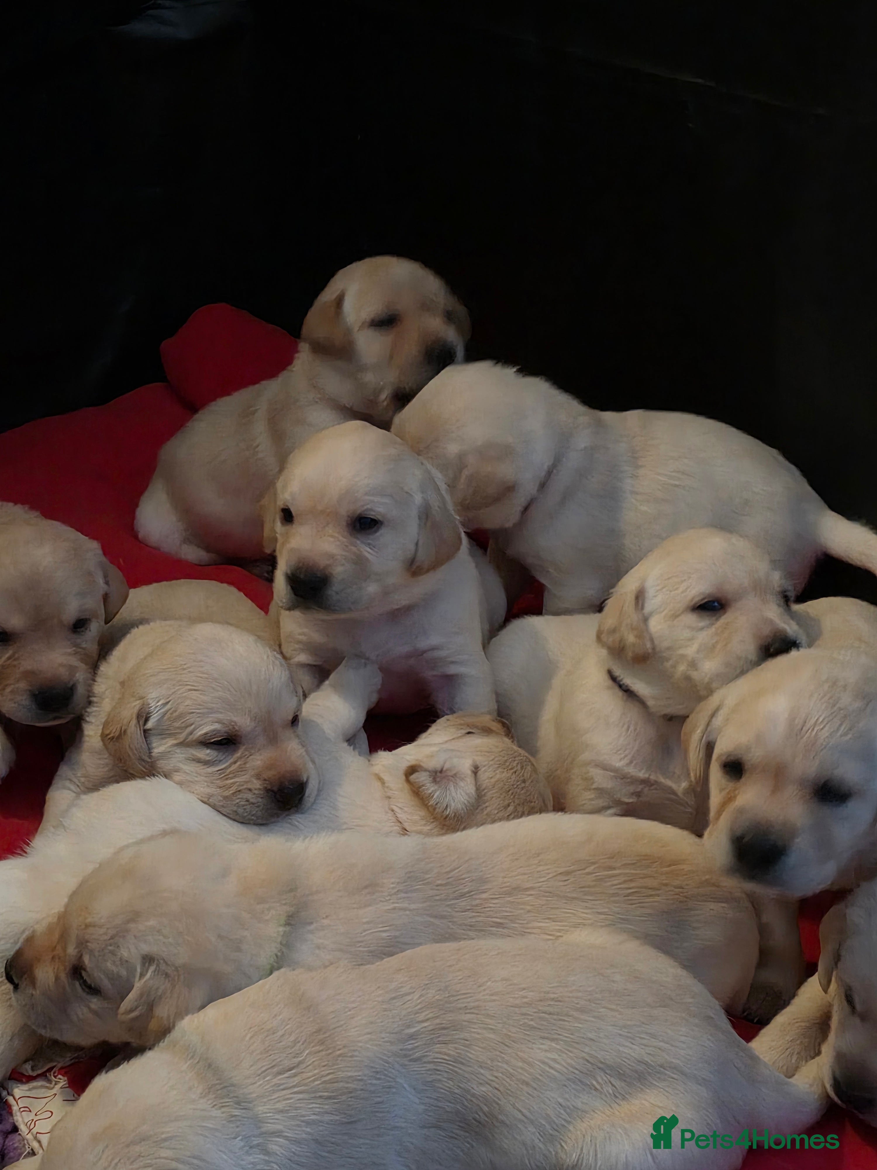 Labrador Retriever dogs Stunning golden labrador pups from strong lines   - Advert 10