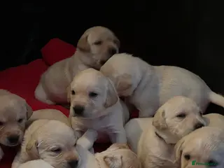 Labrador Retriever dogs Stunning golden labrador pups from strong lines - Advert 10