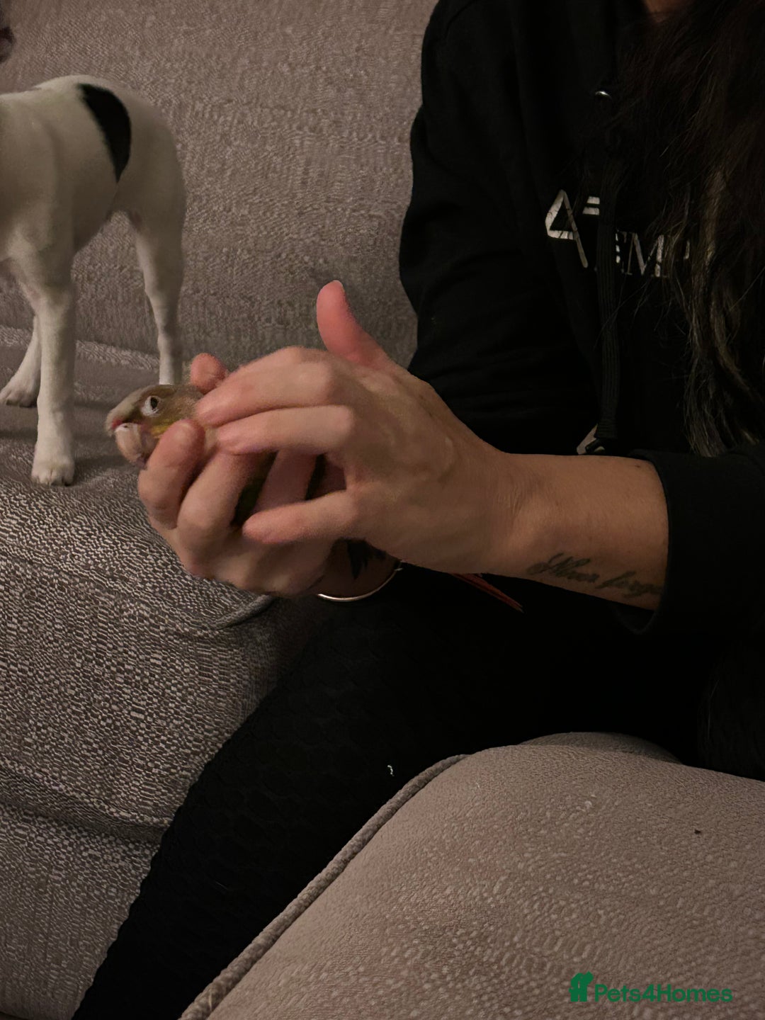 Conures birds for sale: Pair of conures 1 male 1 female  - Image 2