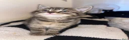 Mixed Breed cats for sale: Short and long haired kittens  in Loughborough - Advert 7
