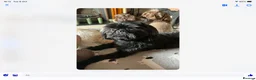 Shih Tzu dogs for stud: Beautiful Shih Tzu Boy for stud in Mansfield - Advert 6