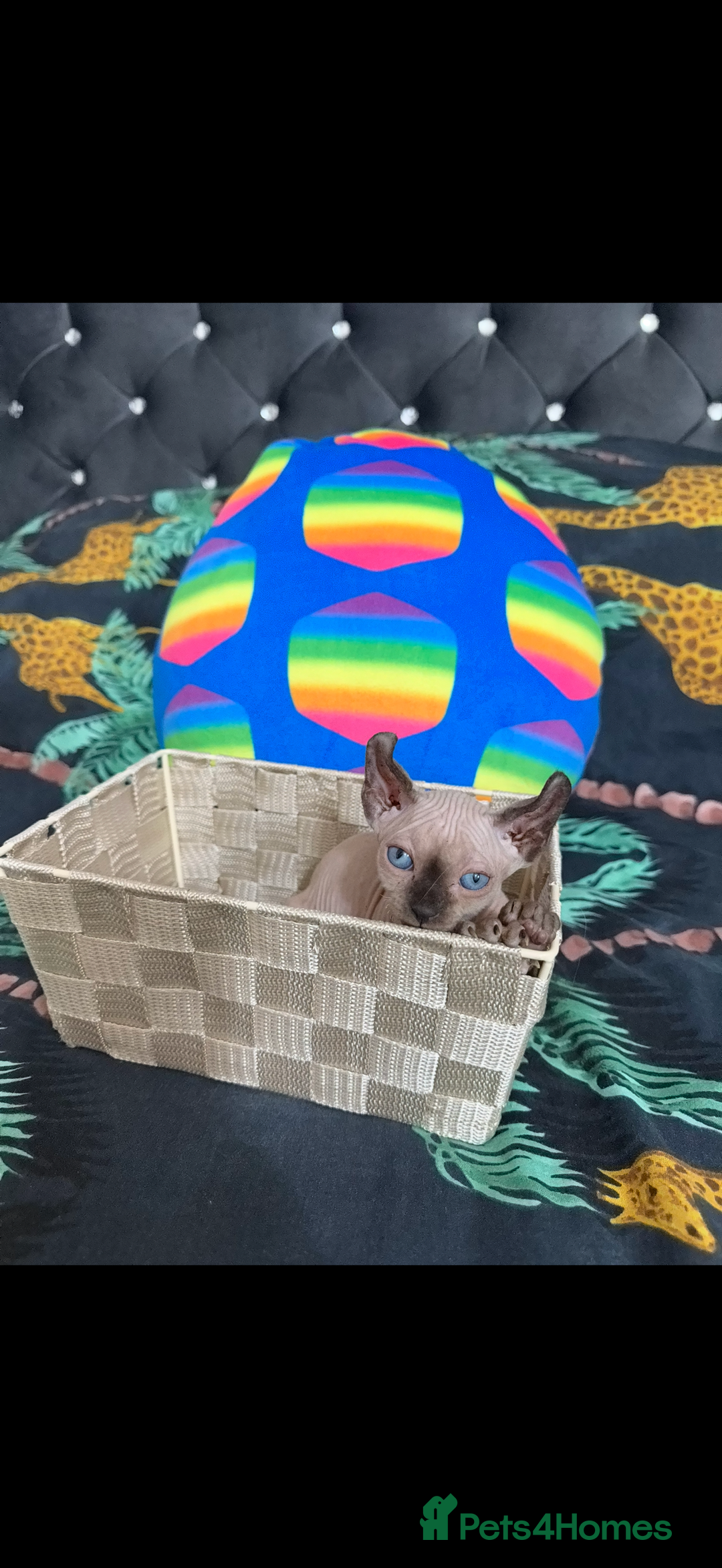 Sphynx cats for sale: Bald, bold elf blue eyes kittens  - Image 11