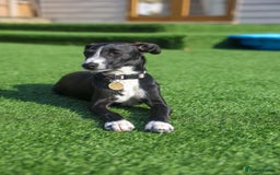 Mixed Breed dogs for adoption: Delightful Dolly - Image 22