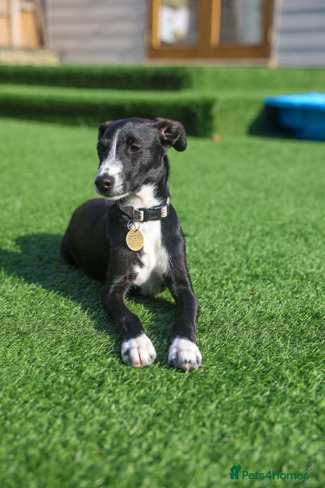 Mixed Breed dogs for adoption: Delightful Dolly - Image 22
