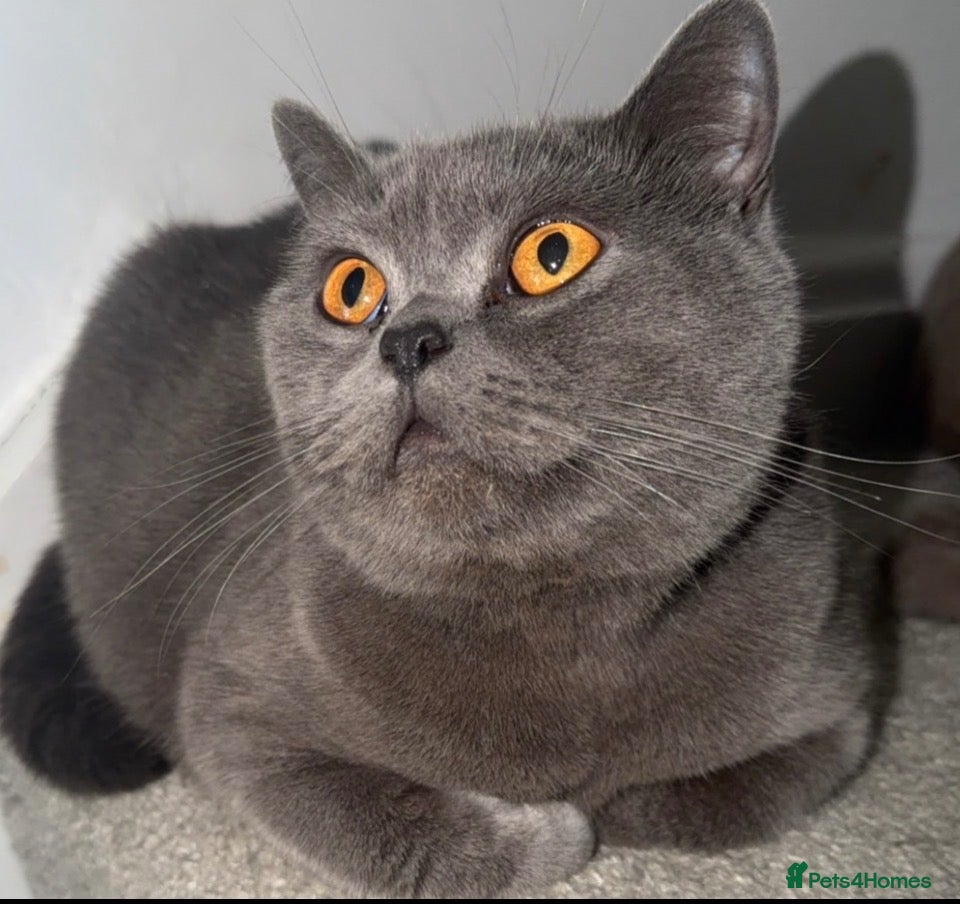 British Shorthair cats Sydnee, blue British short hair. - Advert 4