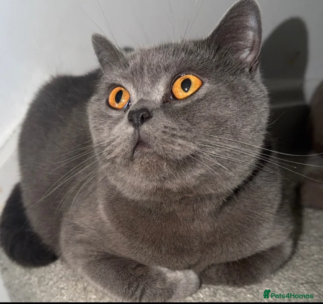 British Shorthair cats for sale: Sydnee, blue British short hair. - Advert 1