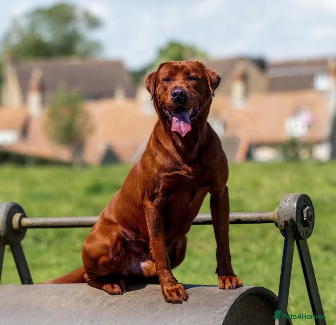 Labrador Retriever dogs for sale: Exceptionally dark fox red Labrador puppies  - Advert 10