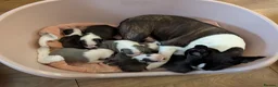 Boston Terrier dogs for sale: Boston Terrier pups looking for forever homes  in Merthyr Tydfil - Advert 32