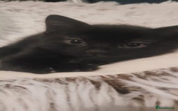 Mixed Breed cats for sale: Kittens looking for loving forever home - Image 18