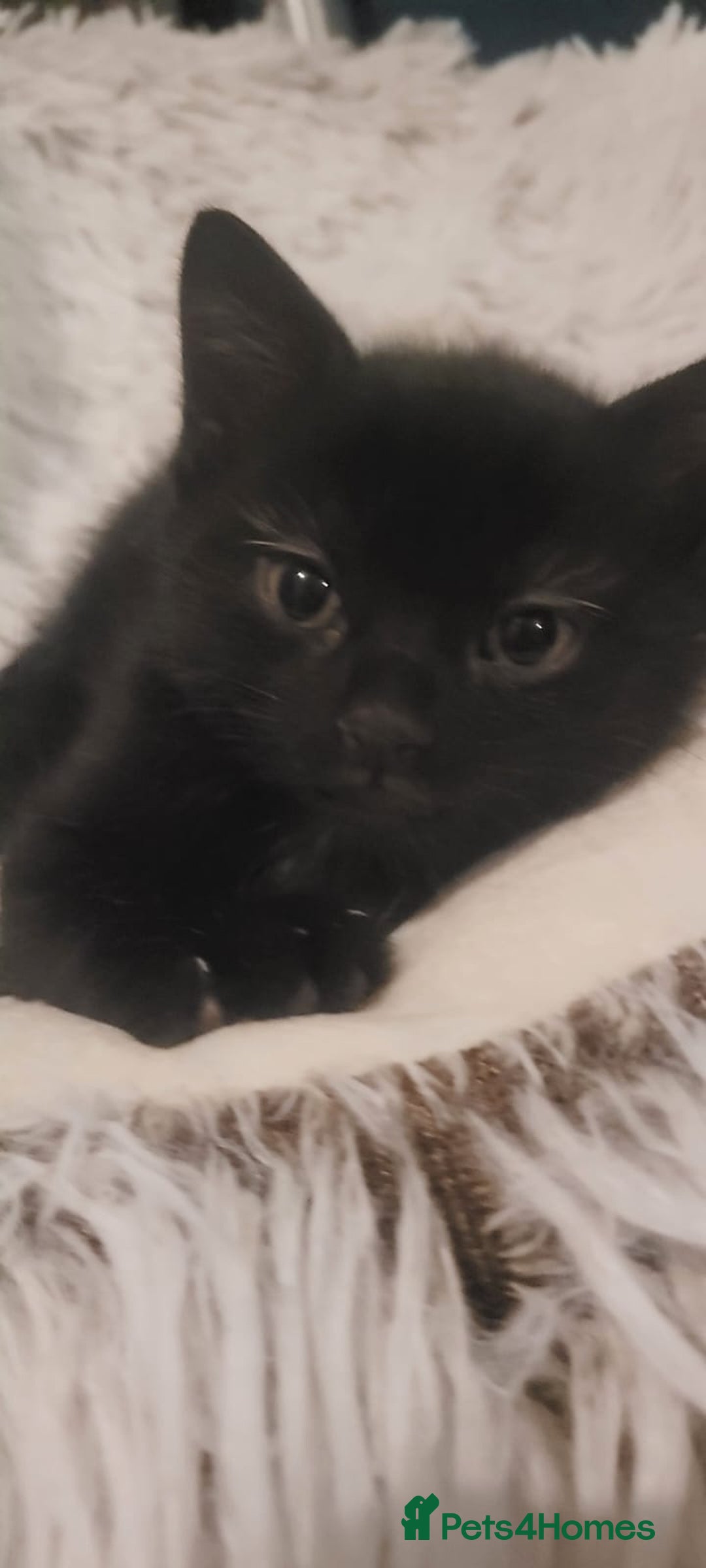 Mixed Breed cats for sale: Kittens looking for loving forever home - Image 18