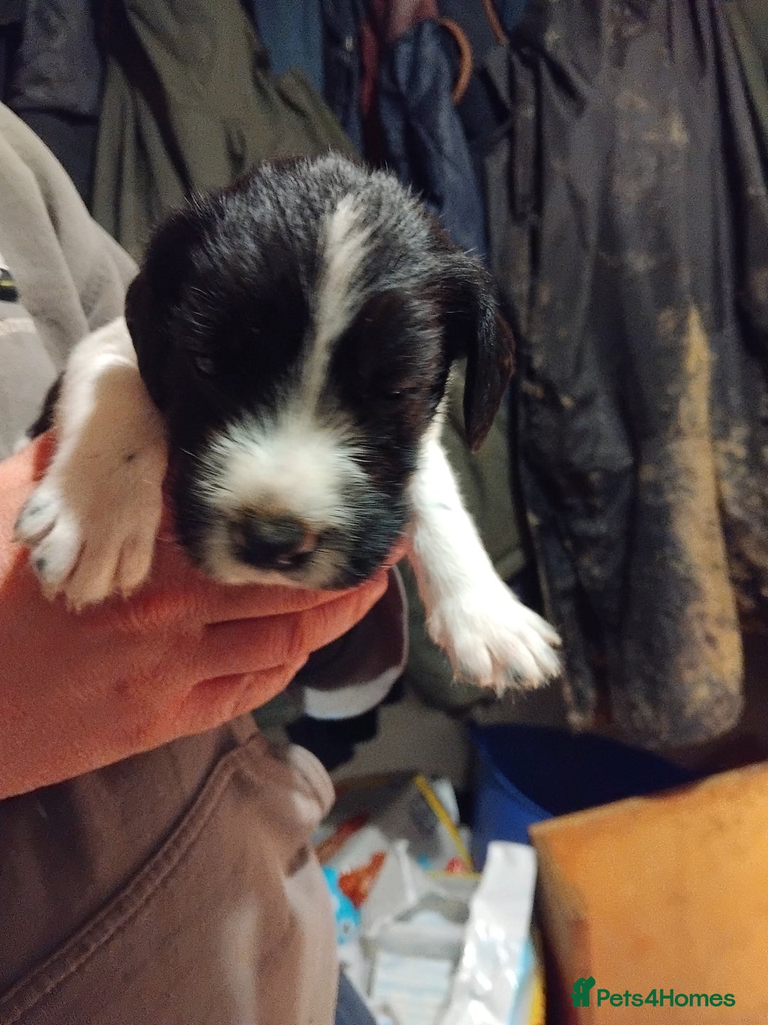 Mixed Breed dogs for sale: German Wirehaired Pointer x Springer Spaniel Pups - Advert 11