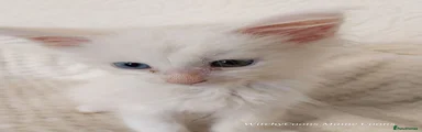 Maine Coon 1
