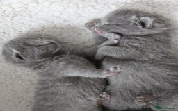 Russian Blue cats for sale: Pure Russian Blue Kittens Available  - Image 3