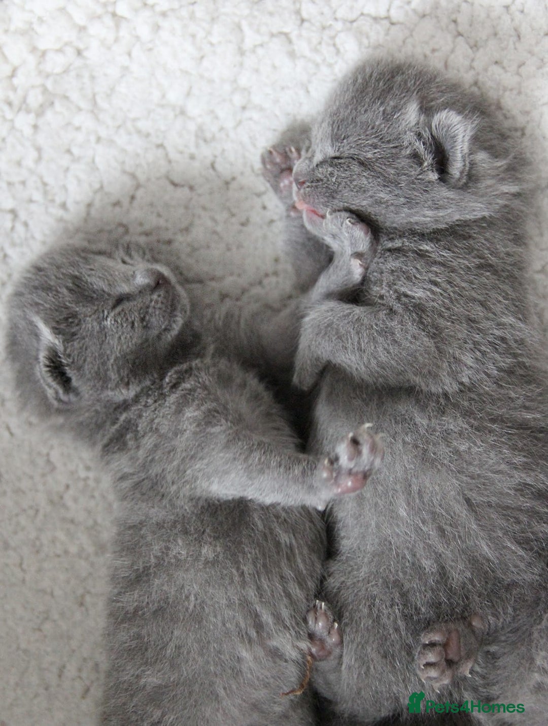 Russian Blue cats for sale: Pure Russian Blue Kittens Available  - Image 3