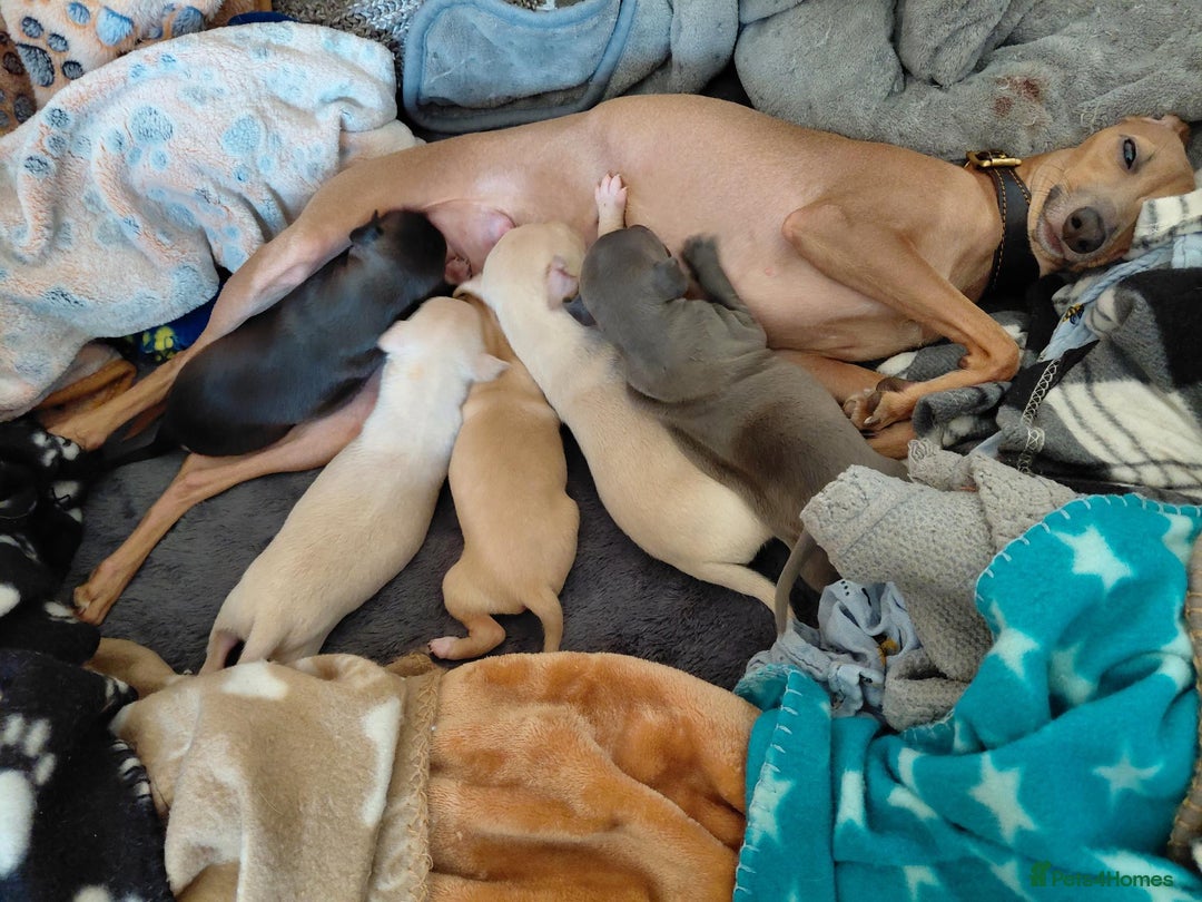 Italian Greyhound dogs for sale: Beautiful Pure Bred Italian Greyhounds - Image 8