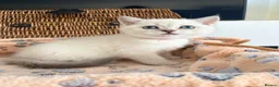 British Shorthair cats for sale: Cuteness overload♥️ British shorthair/chinchillas  - Advert 40