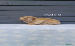 Mini Lop rabbits for sale: Purebred minilops - Image 5