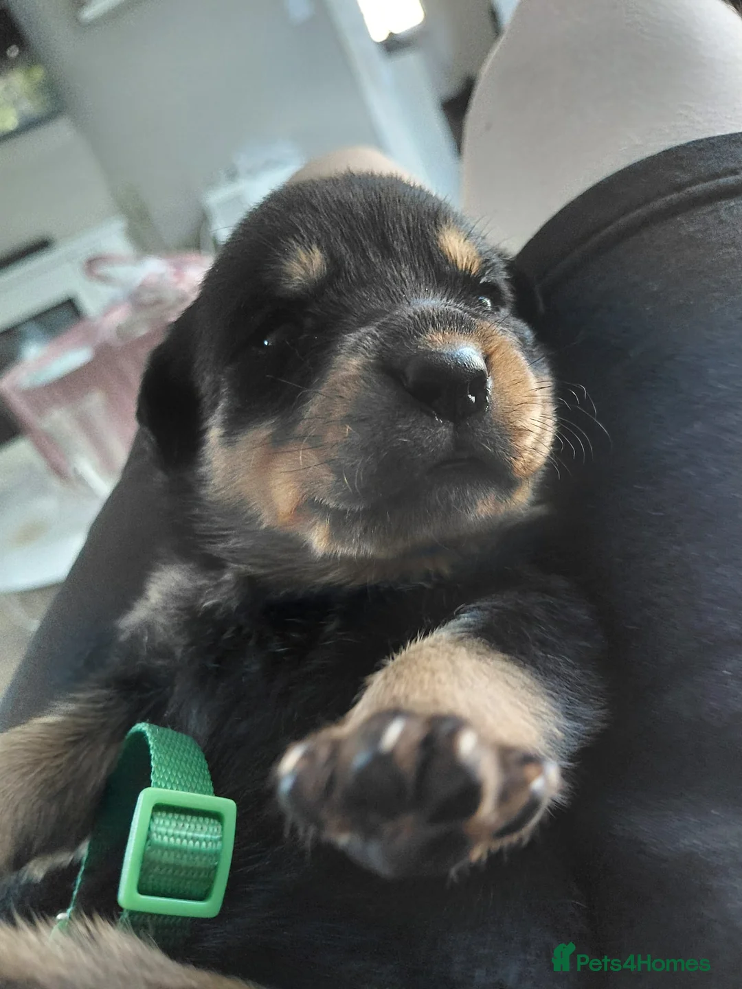 Rottweiler dogs for sale: Chuncky Rottweiler puppies  - Advert 20