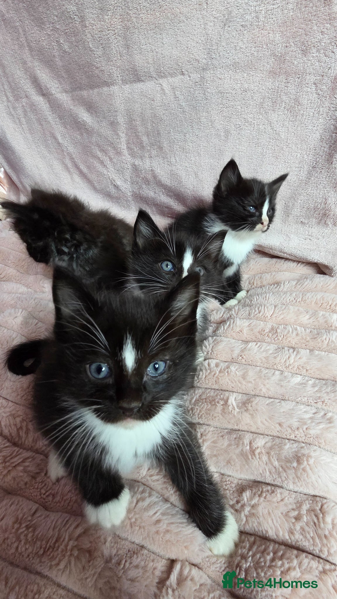 Mixed Breed cats for sale: Ragdoll cross kittens  - Advert 4