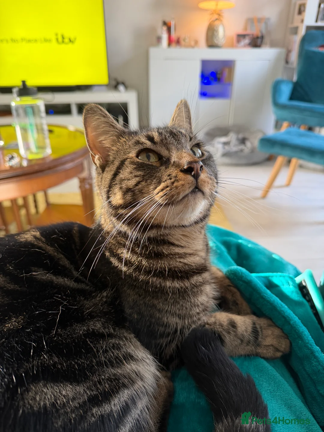 Mixed Breed cats for sale: Mainecoon cross 1 year old boy tabby - Advert 4