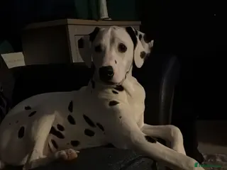 Dalmatian dogs Beautiful dalmatian in Colchester - Advert 3