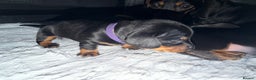 Dachshund dogs for sale: 6 Absolutely stunning dachshund  puppies for sale - Advert 33