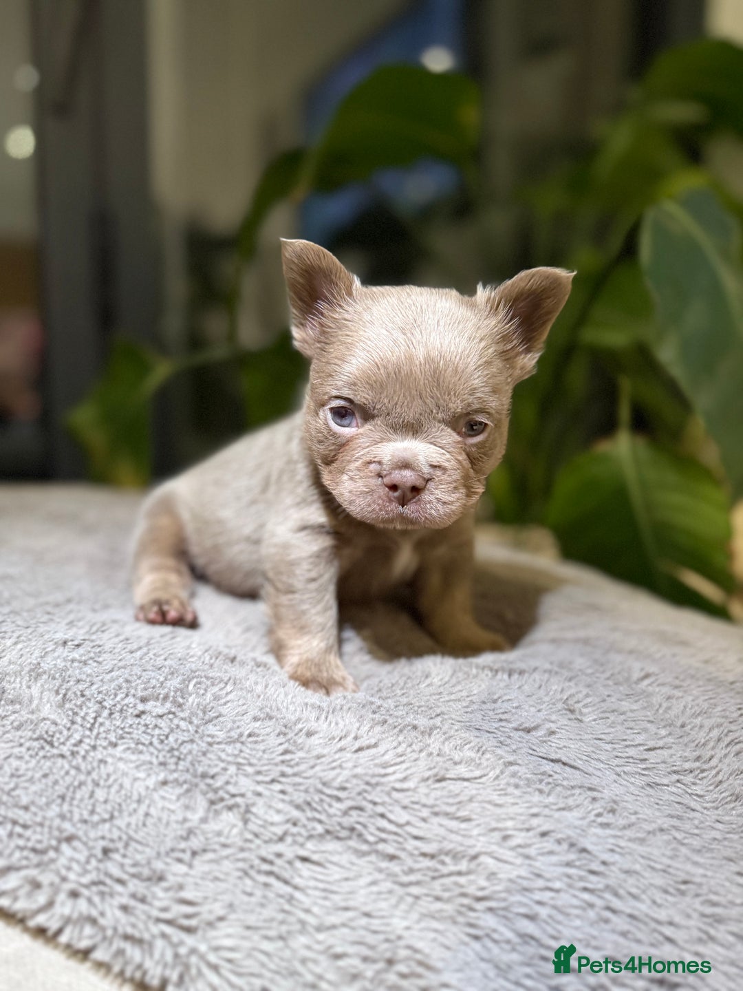 French Bulldog dogs for sale: 8weeks old Fluffy french bulldog puppies - Advert 8