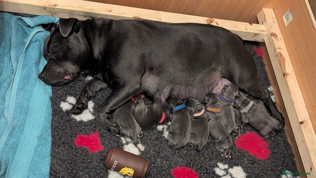 Staffordshire Bull Terrier dogs for sale: Beautiful KC reg Staffordshire bull terriers - Advert 4